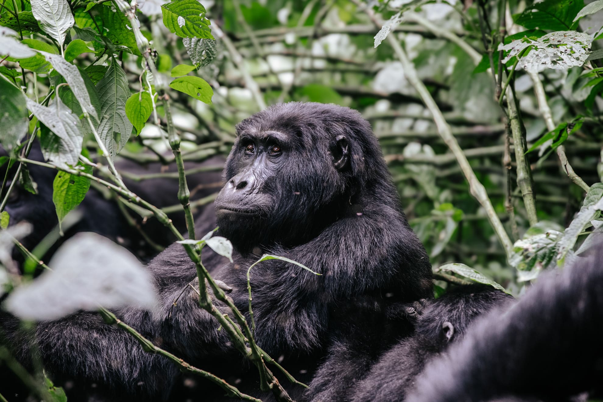 Mountain gorilla