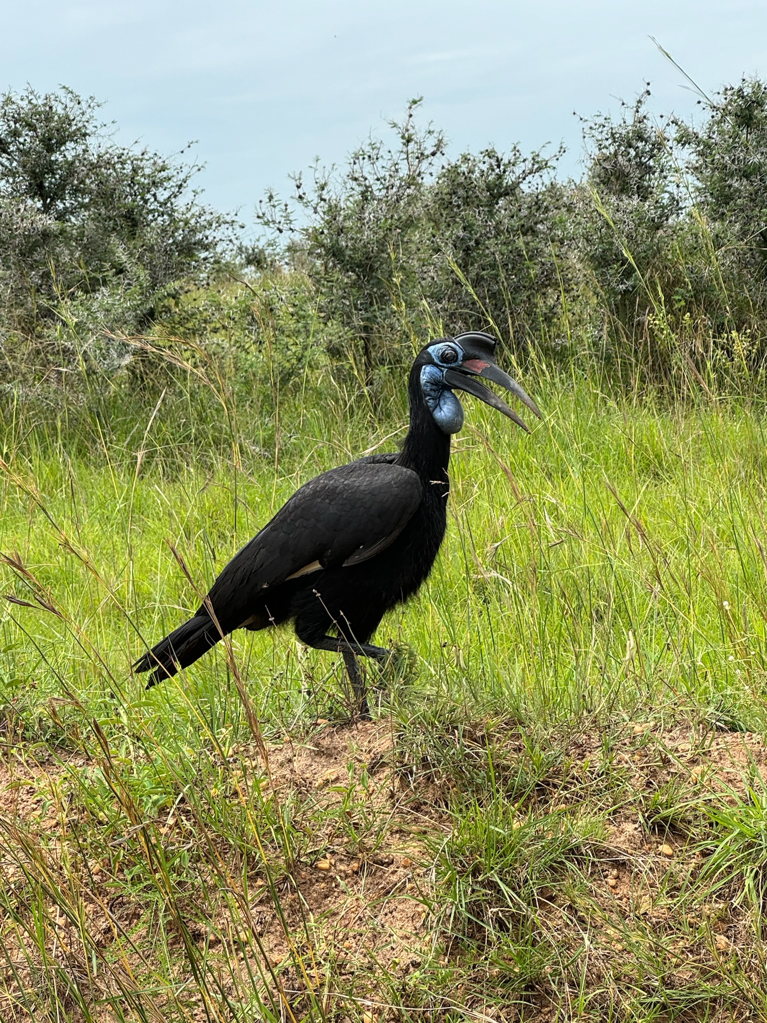 The Ultimate Uganda Expedition