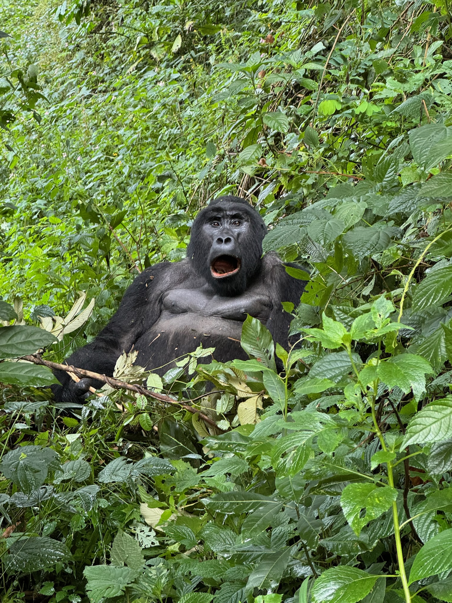 Bwindi