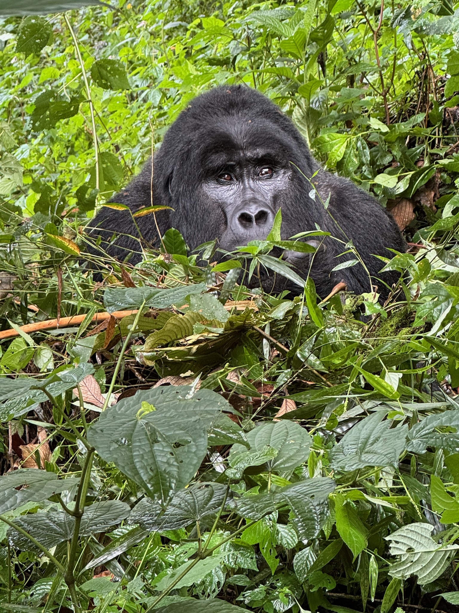 Bwindi Impenetrable