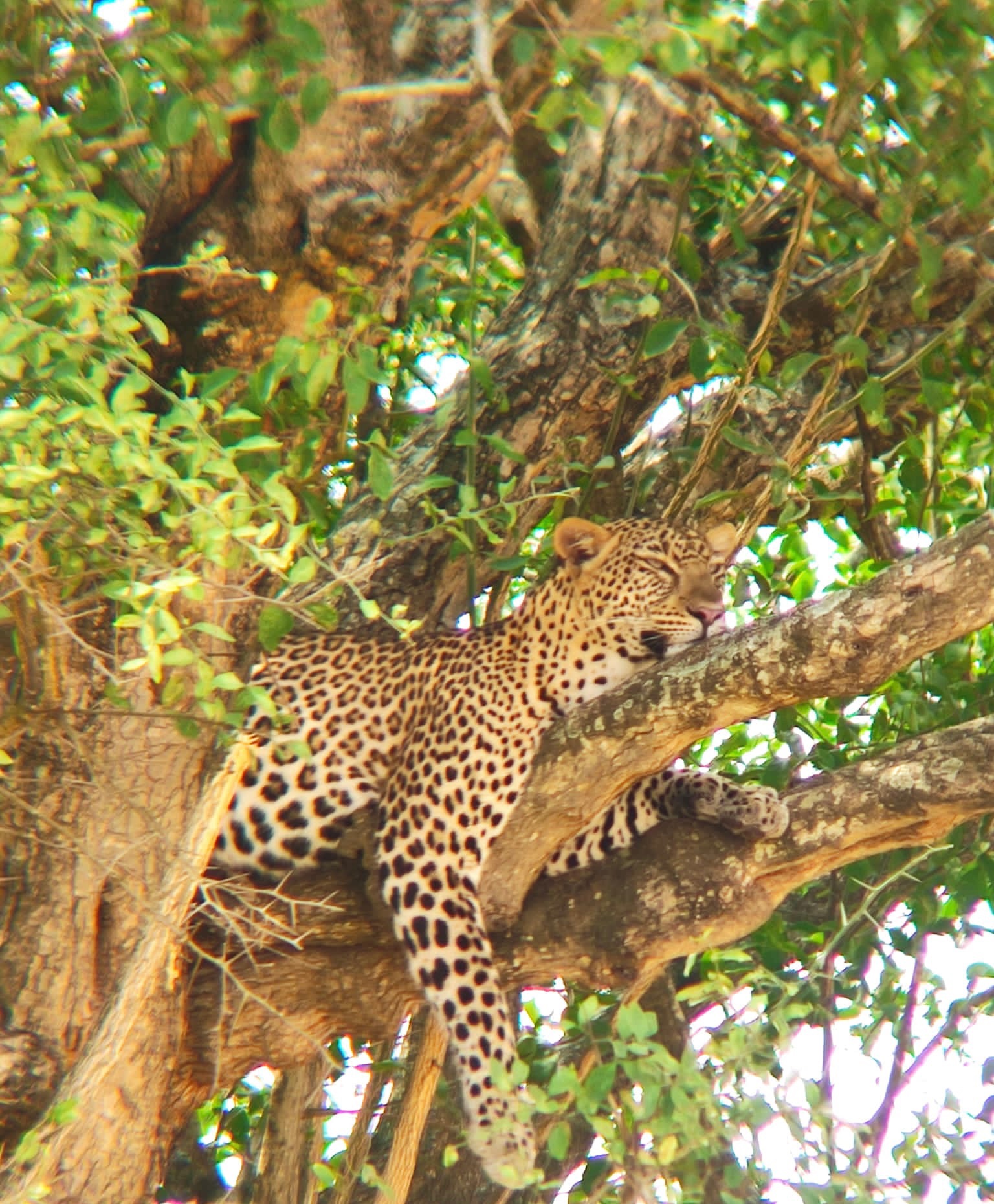 The Wild Elegance of Uganda