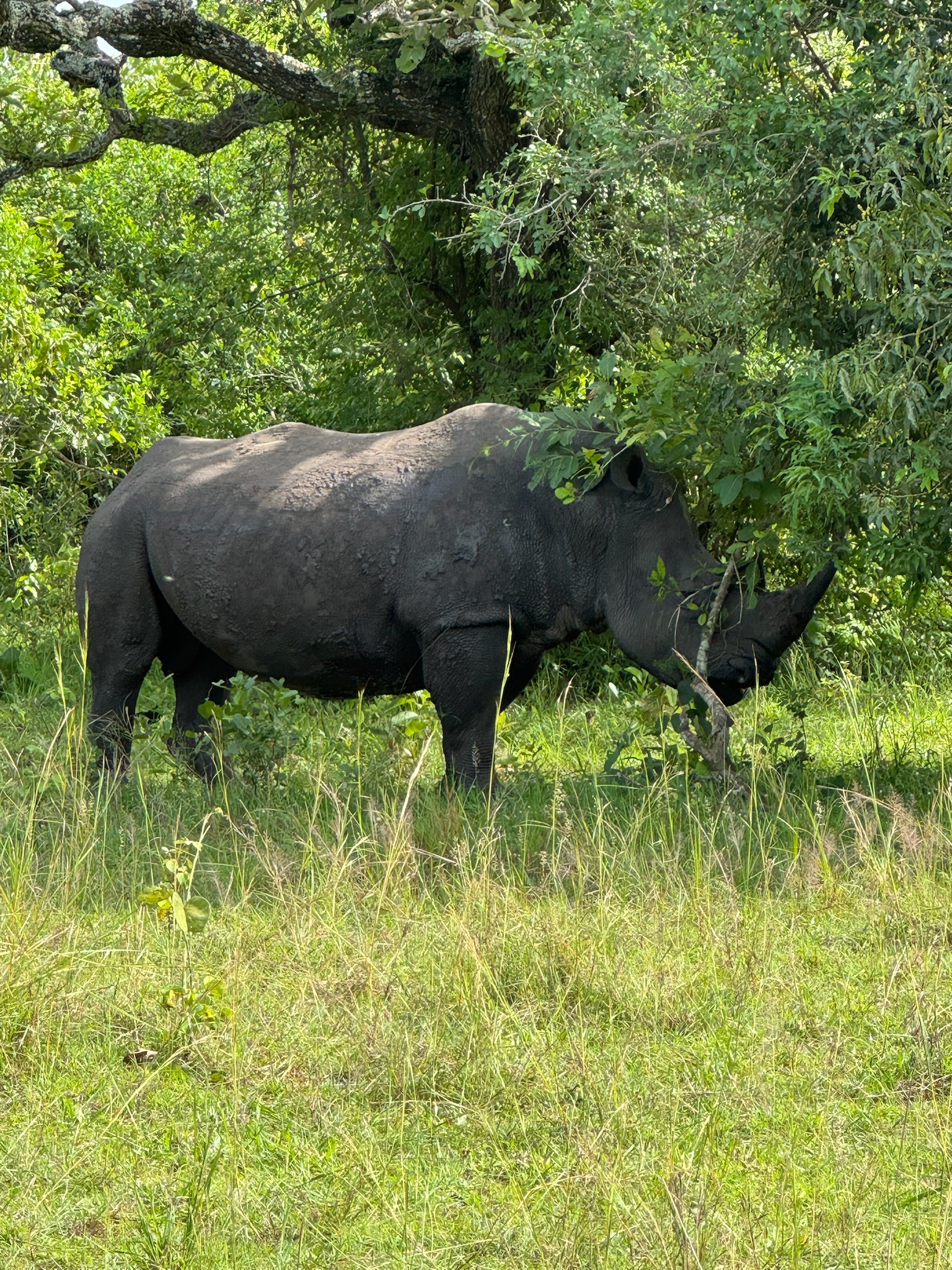 Rhino country